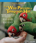 Wild Parrots Of Telegraph Hill - Wild Parrots Of Telegraph Hill - Blu-ray