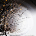Winterlight - Winterlight - Vinyl Record