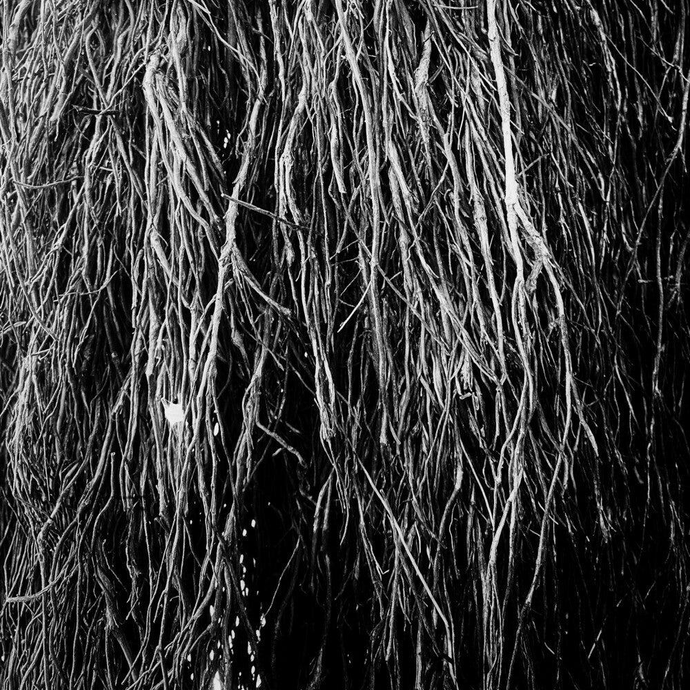 Nocturnal Rainforest [LP] Vinyl Record