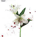 Cult - Hidden City - Vinyl Record