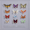 Lepidoptera [LP] Vinyl Record