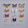 Eulberg,dominik - Lepidoptera - Music CD