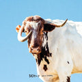 Sexy Zebras - Bravo - Music CD