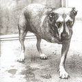 Alice In Chains - Alice In Chains (30th Anniversary Reissue) [Colored Vinyl]