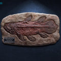Coelacanth Fossil Replica - Coelacanth Fossil Replica - Collectibles