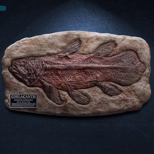 Coelacanth Fossil Replica - Coelacanth Fossil Replica - Collectibles