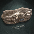 T-rex Fosil Replica - T-rex Fosil Replica - Collectibles