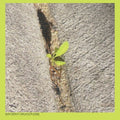 Close-Up On The Outside [LP] Vinyl Record