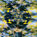 Chaton Laveur - Labyrinthe [CD]