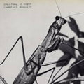 Barnett,courtney - Creature Of Habit - Shm - Music CD