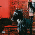 Thomas,leon - Mutt - Music CD