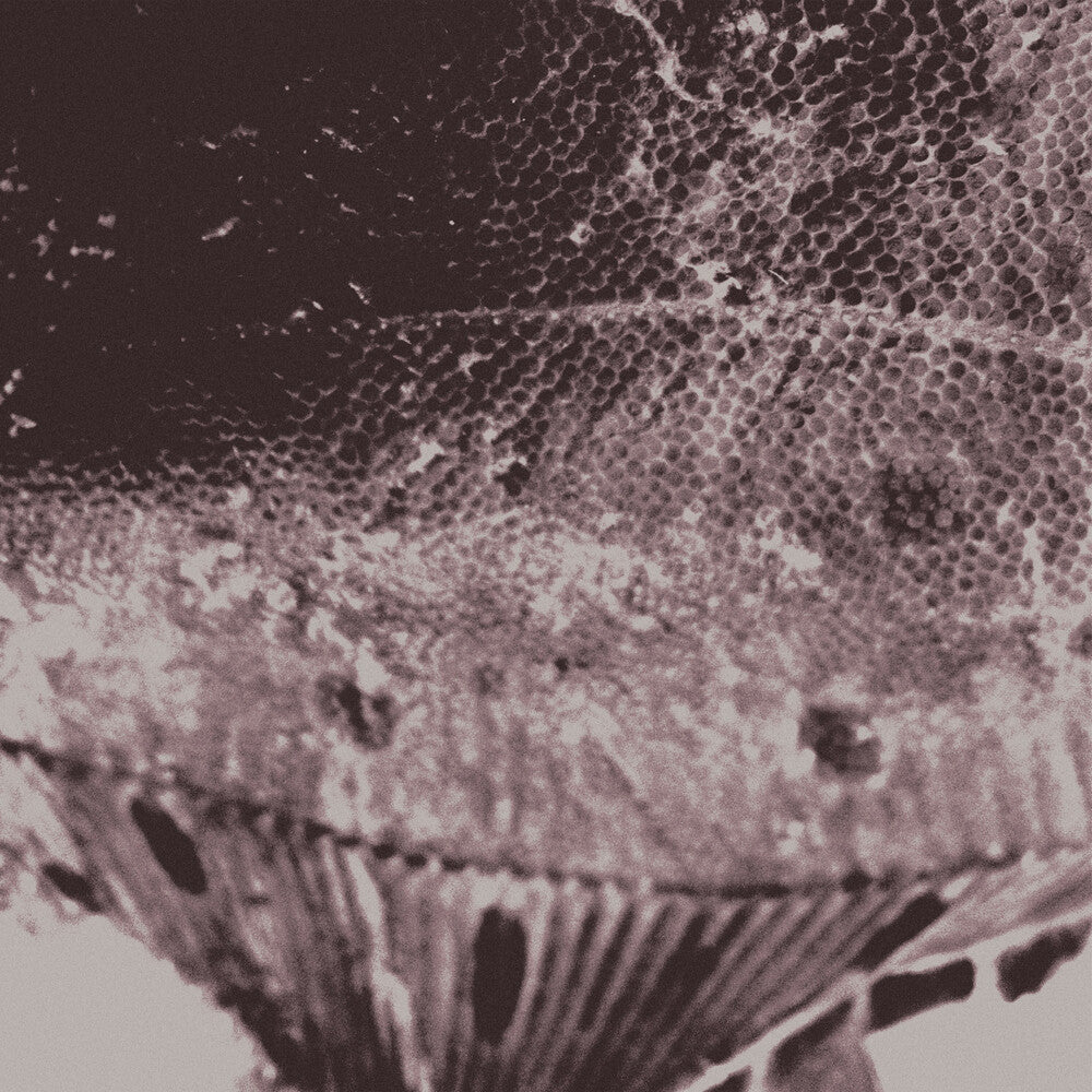 Mark Ijzerman - Flounder Maps [LP]