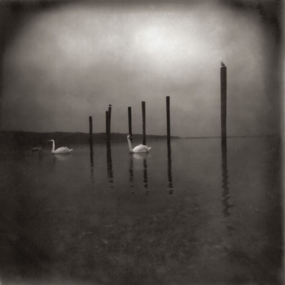Om - Conference Of The Birds [LP]