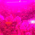 Melaina Kol - Okay That's A Great Idea Because If I Do That Then [Cassette]