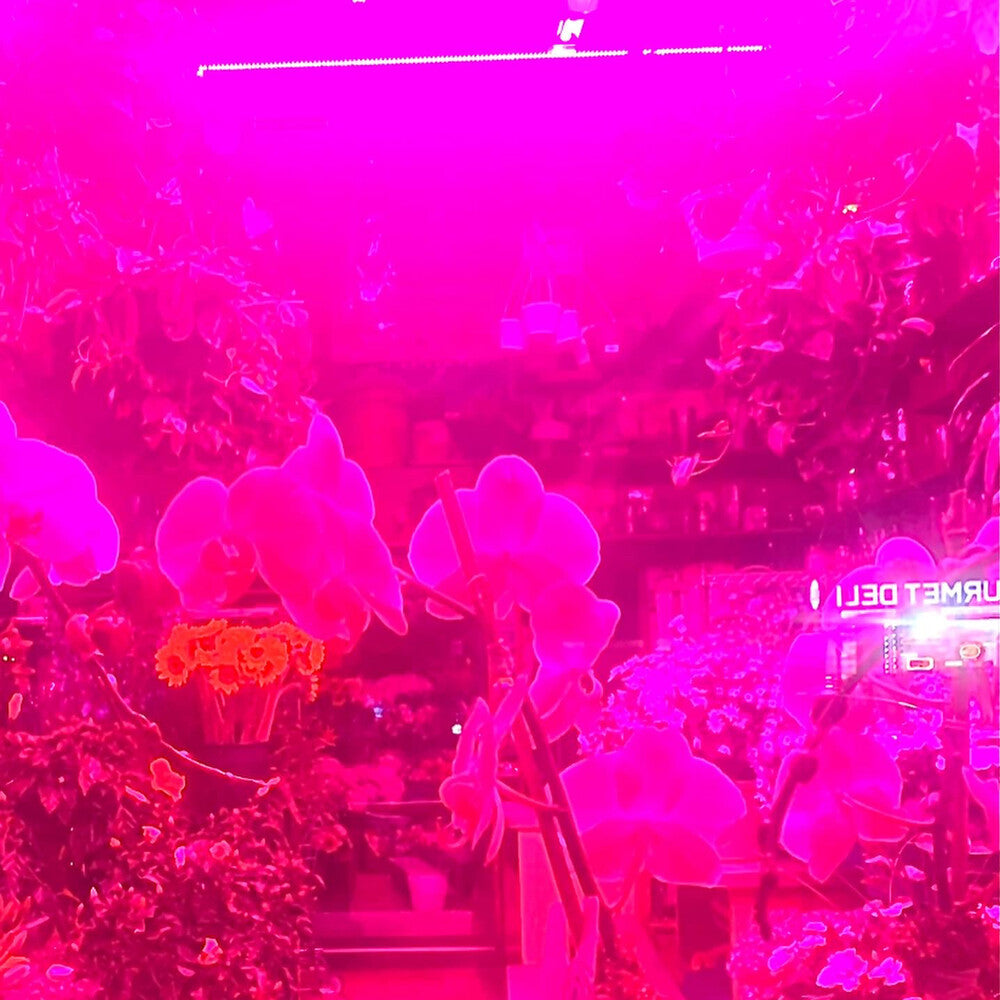 Melaina Kol - Okay That's A Great Idea Because If I Do That Then [Cassette]