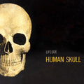 Human Skull Model - Human Skull Model - Collectibles
