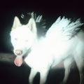 Pre-Order: Fat Dog - Cancel Me (I'm Tired) [LP]
