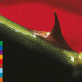 Pre-Order: Night Song - Green [Colored Vinyl] (Grn) (Aniv) [Reissue] Vinyl Record