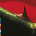 Pre-Order: Night Song - Green [Colored Vinyl] (Grn) (Aniv) [Reissue] Vinyl Record