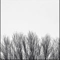 Pre-Order: Northwoods Improvisers - White Sky [CD]