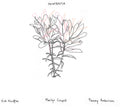 Pre-Order: Paintbrush Music CD