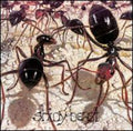 Shiny Beast - Shiny Beast - Music CD Single