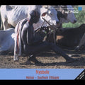 Nyabole: Music Of The Hamar / Various - Nyabole: Music Of The Hamar / Various - Music CD
