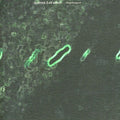 Zoviet France - Digilogue - Music CD