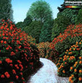 Strawpeople - Count Backwards From 10 - Music CD