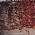 Tarentel - Paper White - Music CD