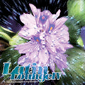 Abstract Latin Lounge 6 / Various - Abstract Latin Lounge 6 / Various - Music CD