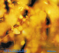 Steamhammer - Reflection - Music CD