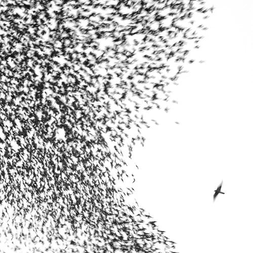 Wilco - Sky Blue Sky [2LP] [180g Half Speed]