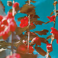 breathe [2 LP] Vinyl Record