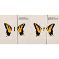 Brand New Eyes & Brand New Eyes