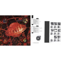 Bossanova & Doolittle 25: B-Sides, Peel Sessions And Demos