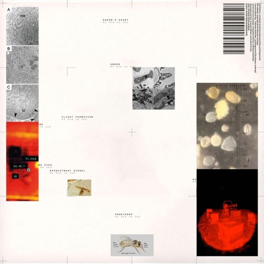 Popp Polygonia – Apiformes (LP Vinyl) Vinyl Record