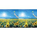 Stone Temple Pilots - Thank You (Opaque Sky Blue Vinyl/2LP) (Rocktober) & Thank You (2LP)
