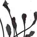 A Deep Mysterious Tone Music CD