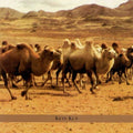 Ahava Raba: Kete Kuf Music CD