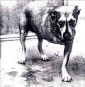 Alice In Chains - Alice in Chains (CD) | Mint (M) Mint (M)