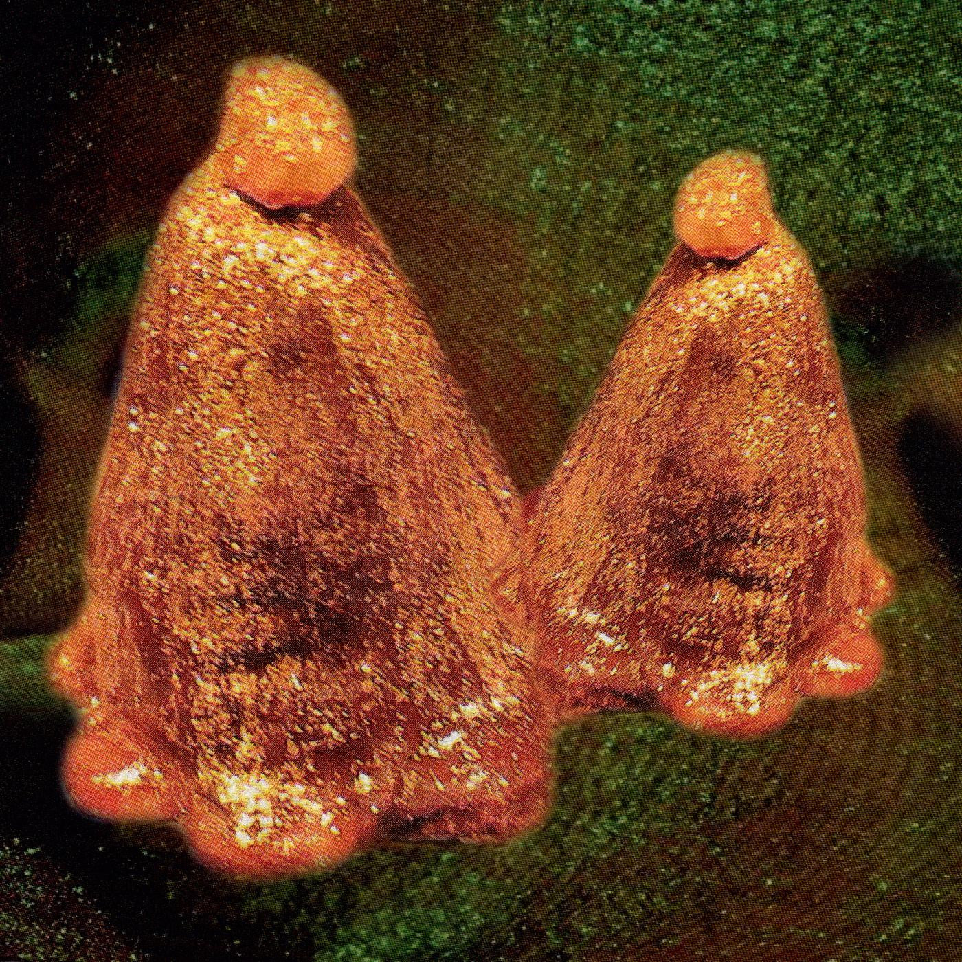 Black To Comm - Oocyte Oil & Stolen Androgens |