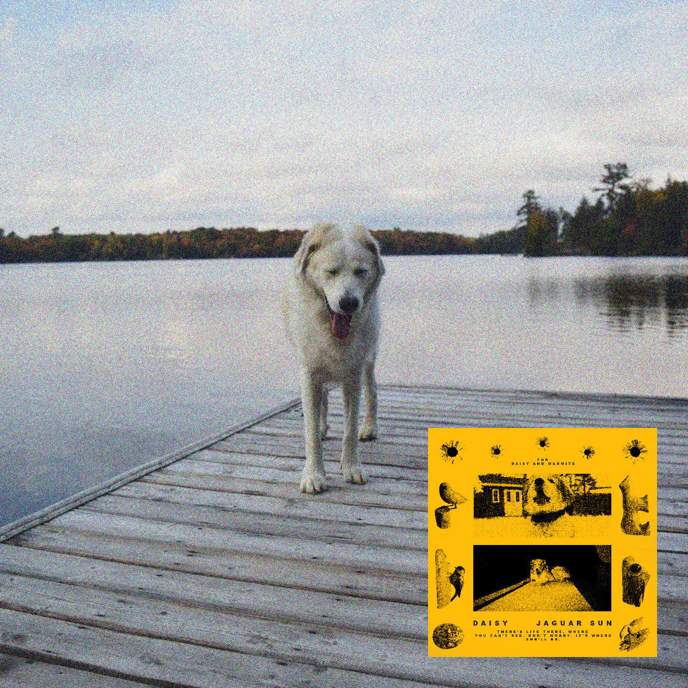 Jaguar Sun - (PRE ORDER 3/27/26) Daisy (CD) |