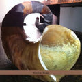 Shofar Rags Music CD