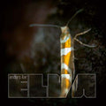 Elva Music CD