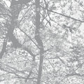 BLACK RAIN - Obliteration Bliss [CD] |
