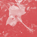 CELER - Poulaine Music CD Music CD