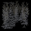 Chrome Forest Music CD