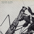 Creature Of Habit (Indie Exclusive Caramel Vinyl) Vinyl Record