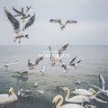 Dan Mangan - More Or Less Vinyl Record